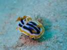 『海の宝石』ウミウシがみれる