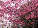 【緑が丘公園まで徒歩10秒】桜のシーズンには寒緋桜(かんひざくら)が見れます。
