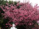 【緑が丘公園まで徒歩10秒】沖縄の桜のシーズンは1月〜2月