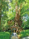 熱海と言ったら・・・来宮神社で縁結び