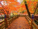 梅園 の紅葉