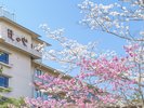 庭園からの満天ノ辻のや 【桜】