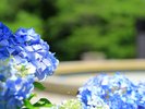 新緑の庭園(アジサイ)