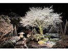 庭園 ライトアップ【冬】