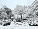 庭園 雪化粧