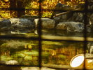 湯に映る黄金色の紅葉。四季の移ろいを感じながらゆったりと湯浴みをお楽しみいただけます。
