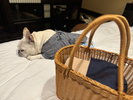 �x�b�h�ł܂����� ���}�i�[�E�F�A���p�K�{