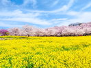 群馬県を代表する春の絶景、前橋市の赤城南面千本桜。当館から近くにある桜の名所です。