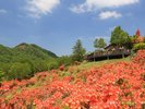 赤城白樺牧場。群馬県前橋市富士見町赤城山にある、愛犬と一緒に楽しめる観光スポットです。