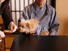 【アニバーサリープラン】愛犬用デザートワゴンにわんちゃんも興味津々