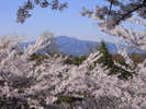 水澤観世音展望台より眺める美しい桜は4月が見ごろ。人気の御朱印も