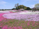 箕郷芝桜公園の美しい景色