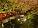 期間限定、夜にはライトアップされ美しく華やぐ河鹿橋。多くの人でにぎわいます。