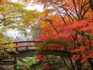 美しい紅葉は11月が見ごろ。大人気シーズンのため早めのご予約を!