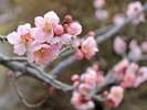 春を告げる「梅」の花。群馬県は、古くから梅の産地として全国的に有名です。