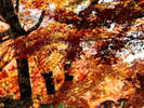 秋の風景