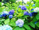 小野池あじさい公園では、例年6月中旬から紫陽花が見頃です。夜間はライトアップも