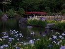浜川運動公園のハナショウブ。6月中旬に見頃を迎えます。