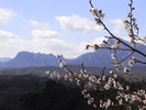 ぐんま三大梅林のひとつ「秋間梅林」。開花時期はあたり一面に紅白梅が咲き誇り、春の香りに包まれます。
