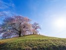 「白石稲荷山古墳」の桜。春には桜が堂々と咲き、美しい景色が撮影できフォトスポットとしても人気!