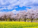 岩井桜並木と水仙畑。水仙の絨毯と薄紅色に染まる桜のカーテンのコラボレーションが見事