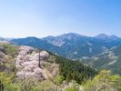 山全体を桜色に染め上げる桜山公園。