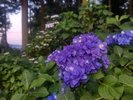約20種8,000株もの紫陽花をご覧いただける小野池あじさい公園。