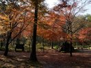 伊香保森林公園の木々たちもカラフルに。11月ごろがシーズンです。
