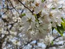 お庭の桜