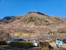 幕山公園(梅)