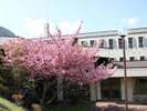 四季折々の草花