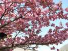 四季折々の草花