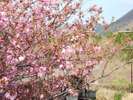 四季折々の草花