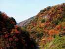 九酔渓(紅葉)