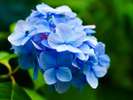 四季折々の花々
