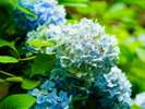 四季折々の花々