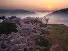 【竹田城跡の桜と夜明け】