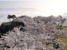 【竹田城跡と桜】