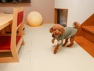 トイレが完璧でも、客室内ではマナーウエアをご持参ください