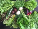 自社農場サンシャインファーム野菜