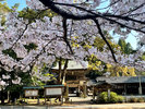 櫻井神社の春は桜も見どころです。(ホテルから車で約30分)