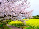3月ののこのしまアイランドパークでは桜も菜の花も楽しめます