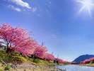 河津桜