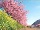 河津桜