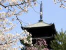 【仁和寺】「御室桜」は遅咲きだというだけでなく、目線の高さで花を楽しめる