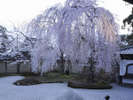 【春の高台寺】春は、ねね手植えの枝垂れ桜が特に優美。波心庭の白い砂の上に、ゆらぐ早咲きの桜