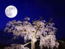 【春の円山公園】公園の中央にある「しだれ桜」。“祇園の夜桜”として京都民から慕われています