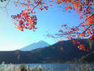 紅葉と富士山
