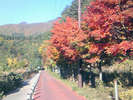 色づく紅葉。見頃は例年11月中旬頃です。(イメージ)