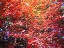 富士の樹海の鮮やかな紅葉。見頃は例年11月中旬頃です。(イメージ)